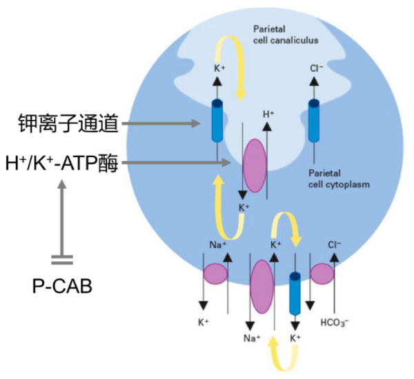 替戈拉生P-CAB的作用机制