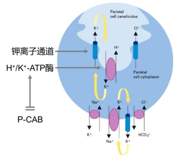 特戈拉赞作用机制