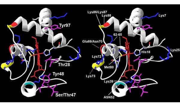 Cytochrome C