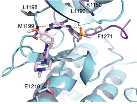 Figure 2. Co-crystal structure of brigatinib in complex  with ALK.