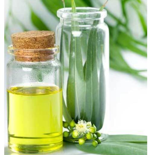 Figure 1 Characteristics of Eucalyptus Oil