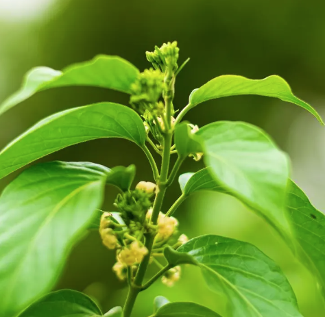 Gymnema sylvestre extract