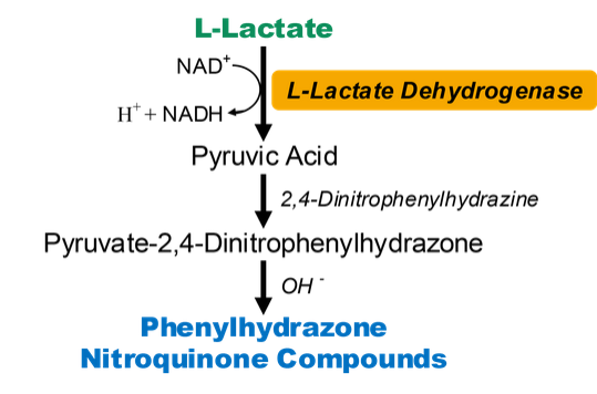 乳酸脱氢酶催化的可逆反应