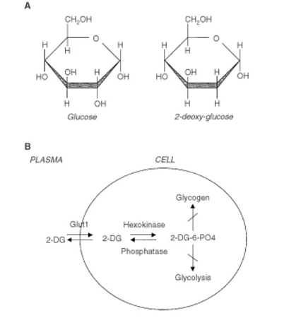 2-Deoxy-D-glucose