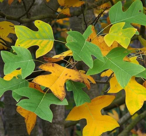 Fig2.Leaf shedding