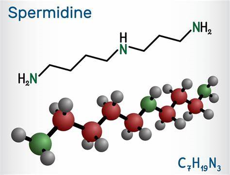 Spermidine