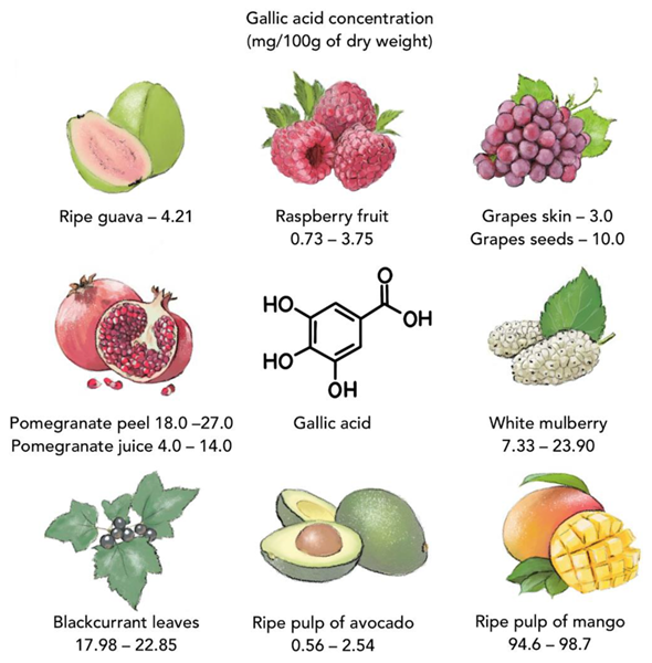 Some plants containing gallic acid