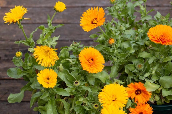 金盏花(CALENDULA OFFICINALIS)花提取物