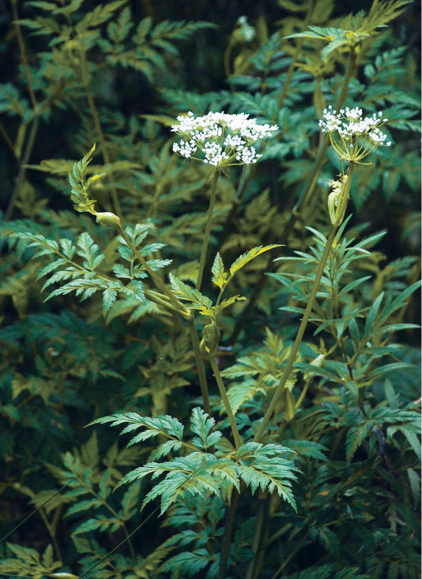 川芎提取物