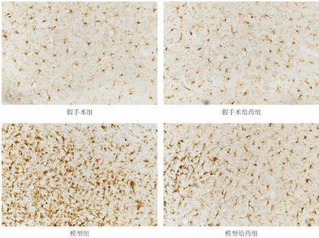 痘苗病毒致炎兔皮提取物的用途