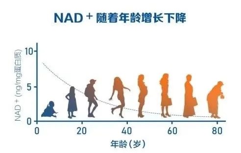 烟酰胺核糖与NAD+有什么关系呢？