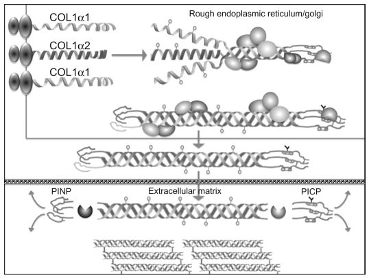 Type I collagen synthesis and assembly