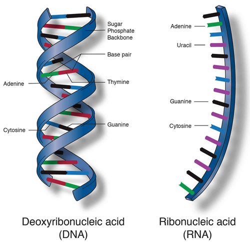 NUCLEIC ACID