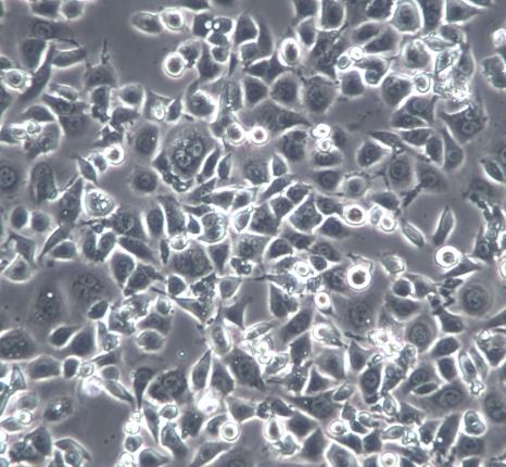 IMR-90人胚肺成纤维细胞的应用
