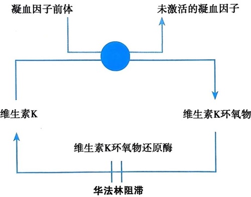 华法林的抗凝机制和适应症