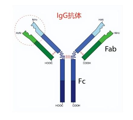 SF3B14抗体的应用