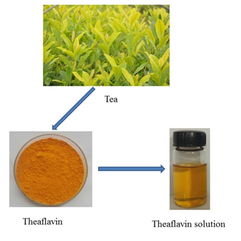 红茶中的“软黄金”—茶黄素