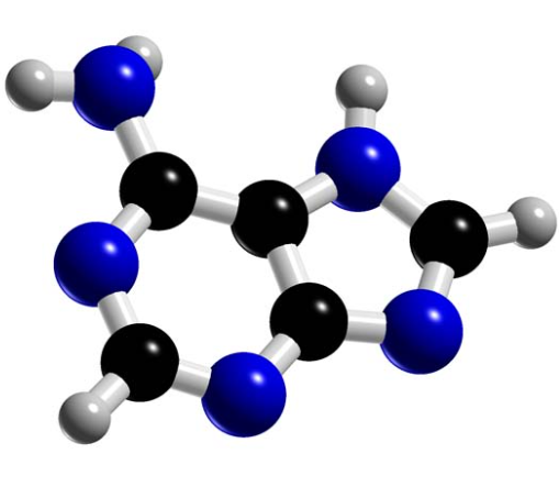 腺嘌呤的功能与合成