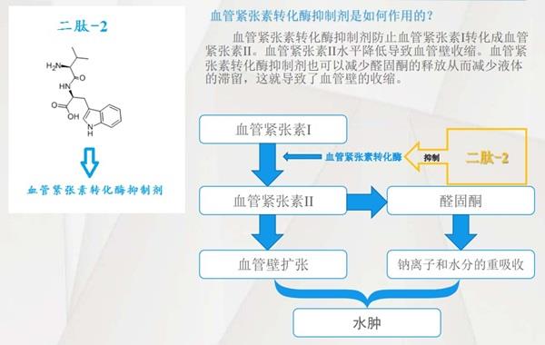 二肽-2的应用和合成