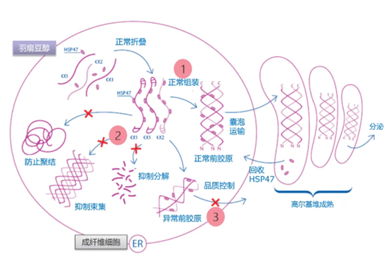 羽扇豆醇的作用：促进胶原蛋白合成