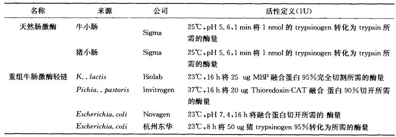 肠激酶的结构特性