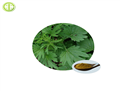 Aiye Leaf Extract pictures