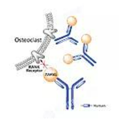 Bevacizumab