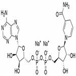 β-nicotinamide adenine dinucleotide (reduced form)