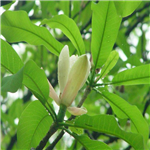 magnolia oil