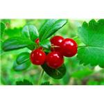 Lingonberry Extract