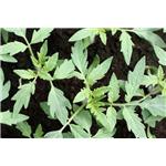 Epimedium Extract(Horny Goat Weed Extract)