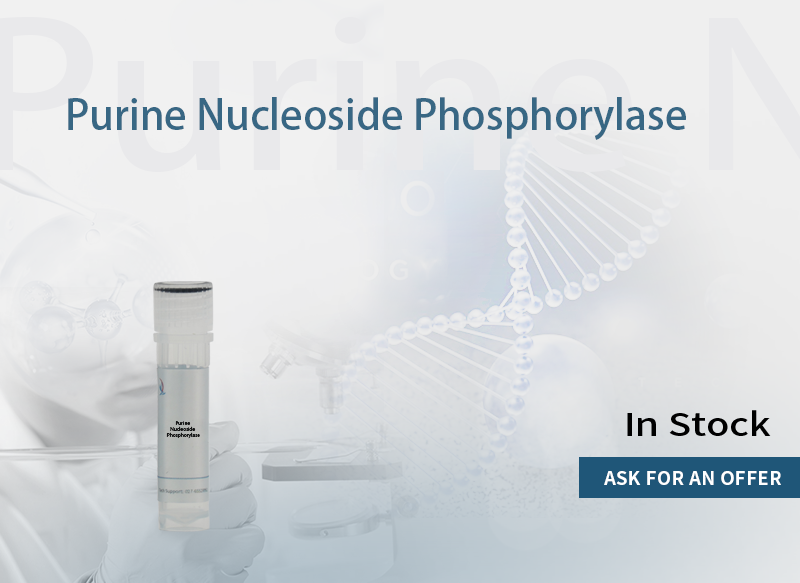 Purine Nucleoside Phosphorylase