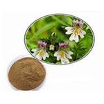 Eyebright Extract pictures