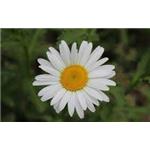 Bellis perenis extract