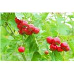 Hawthorn leaf extract flavonoids