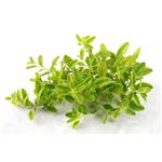 Carvacrol; Thyme extract