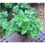 Oregano extract; Origanum extract