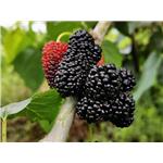 Mulberry powder;Mulberry Extract