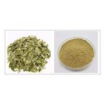 Buchu Leaf Extract pictures
