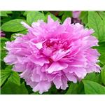 Paeonol; Peony root bark extract