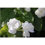 Jasmine powder; Jasmine extract