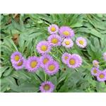 Breviscapin；Erigeron breviscapus extract