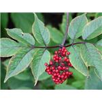 Sanmbucus williamsii Hance P.E; Elderberry pure extract