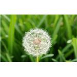 Dandelion extract flavonoids