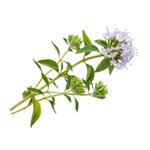 Carvacrol; Thyme extract