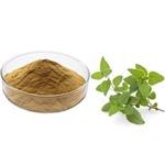 Oregano extract; Origanum extract