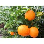 Tangerine peel P.E.; Citrus reticulata Blanco peel extract