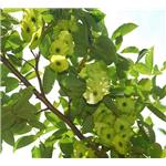 Cyclocarya paliurus extract