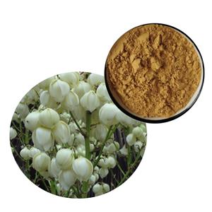 Yucca Extract