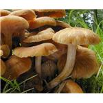 Armillaria extract